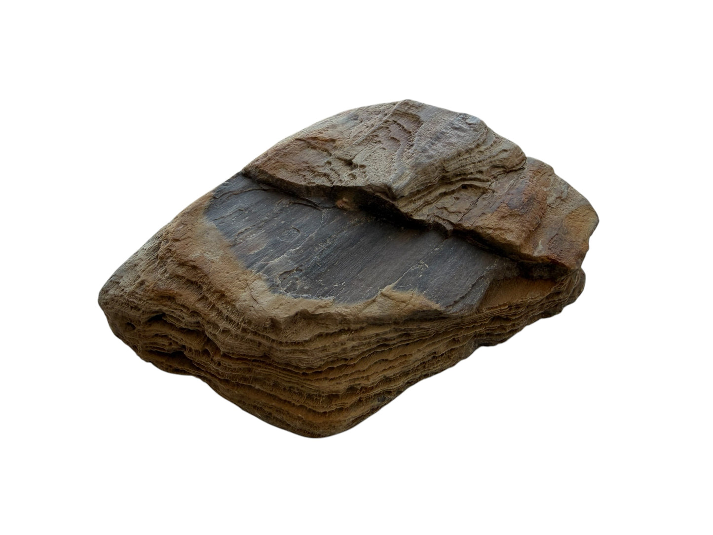 Petrified wood - natural fossil specimen