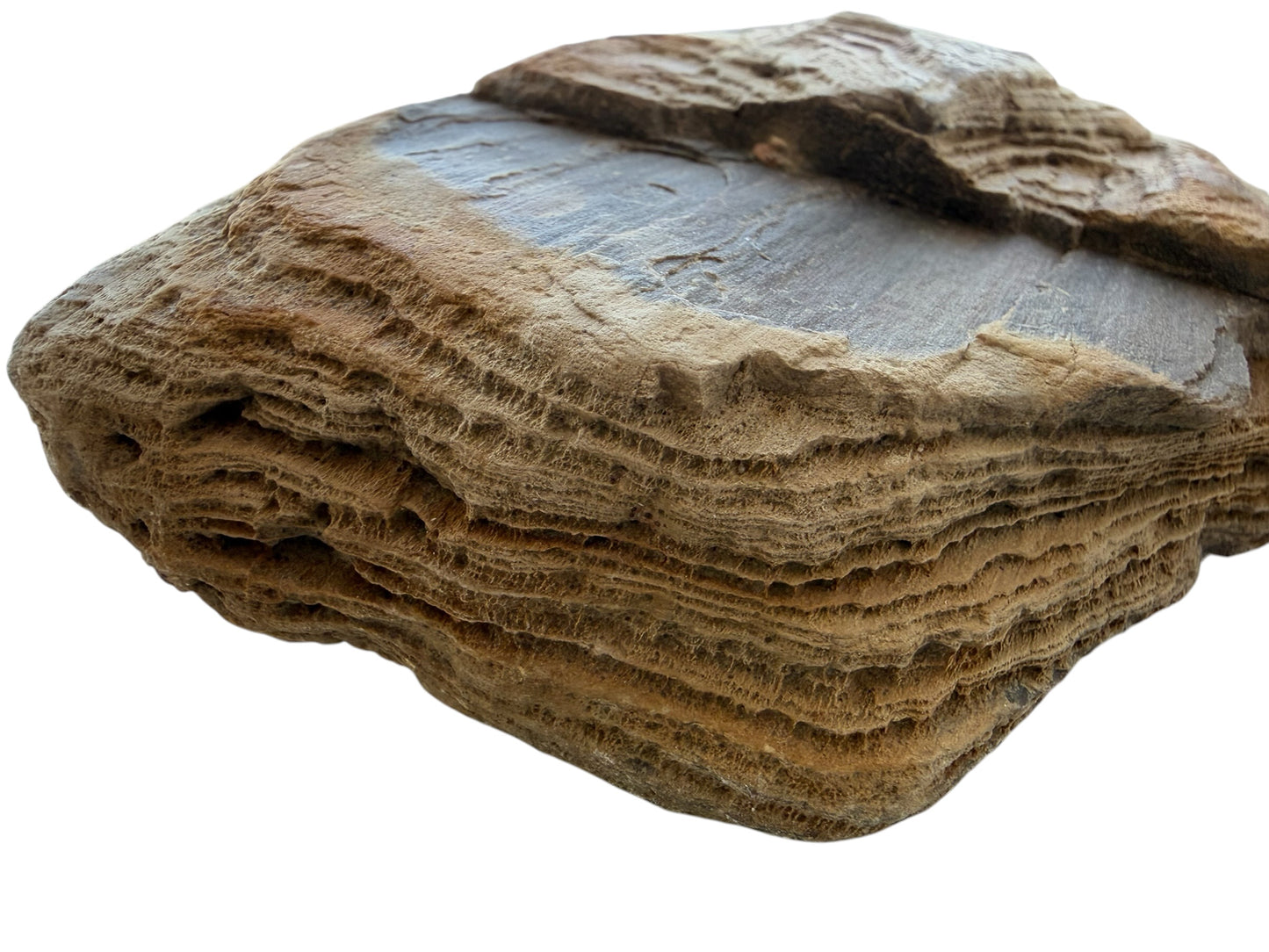 Petrified wood - natural fossil specimen
