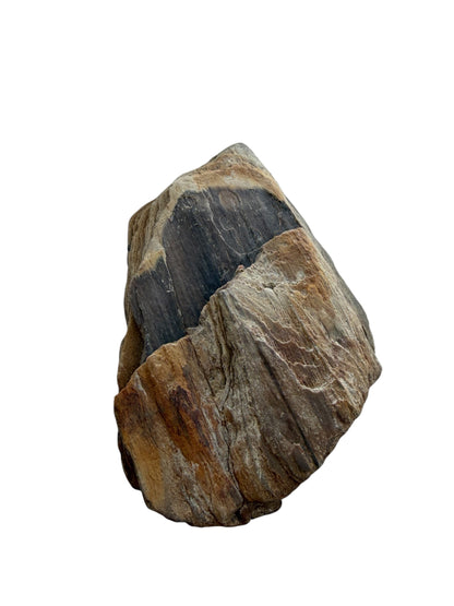 Petrified wood - natural fossil specimen