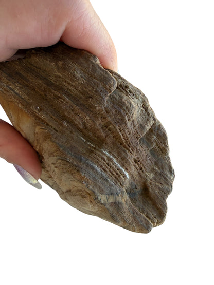 Petrified wood - natural fossil specimen