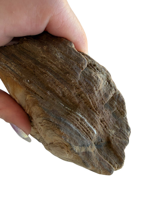 Petrified wood - natural fossil specimen
