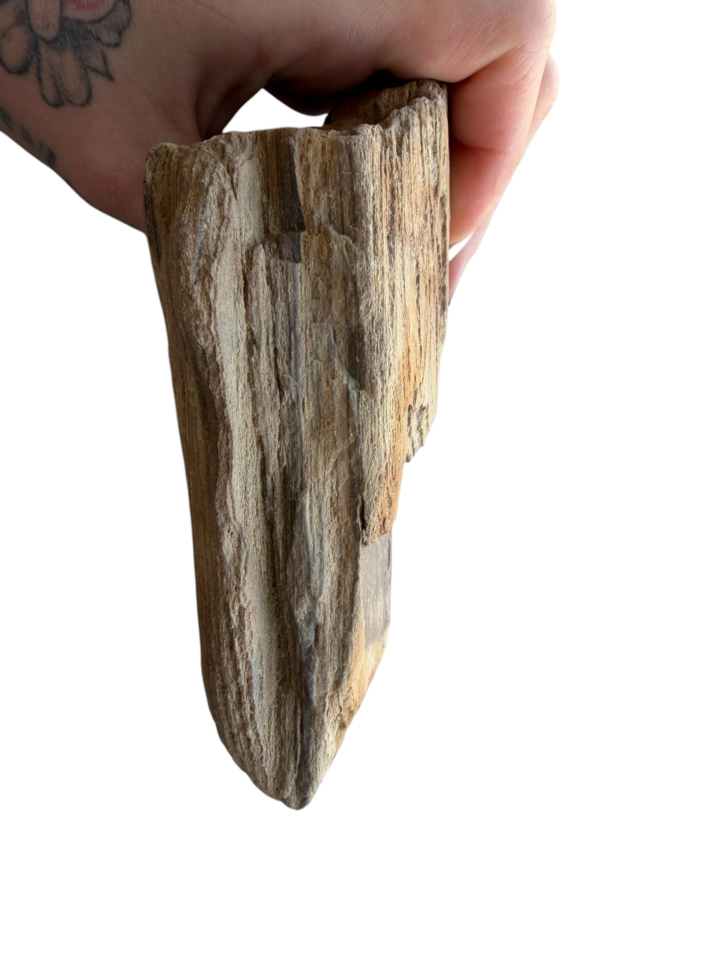 Petrified wood - natural fossil specimen