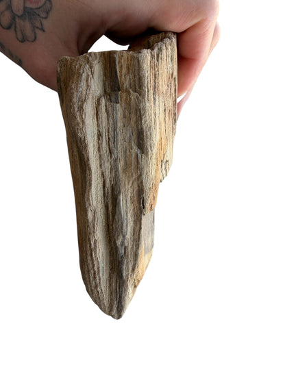 Petrified wood - natural fossil specimen