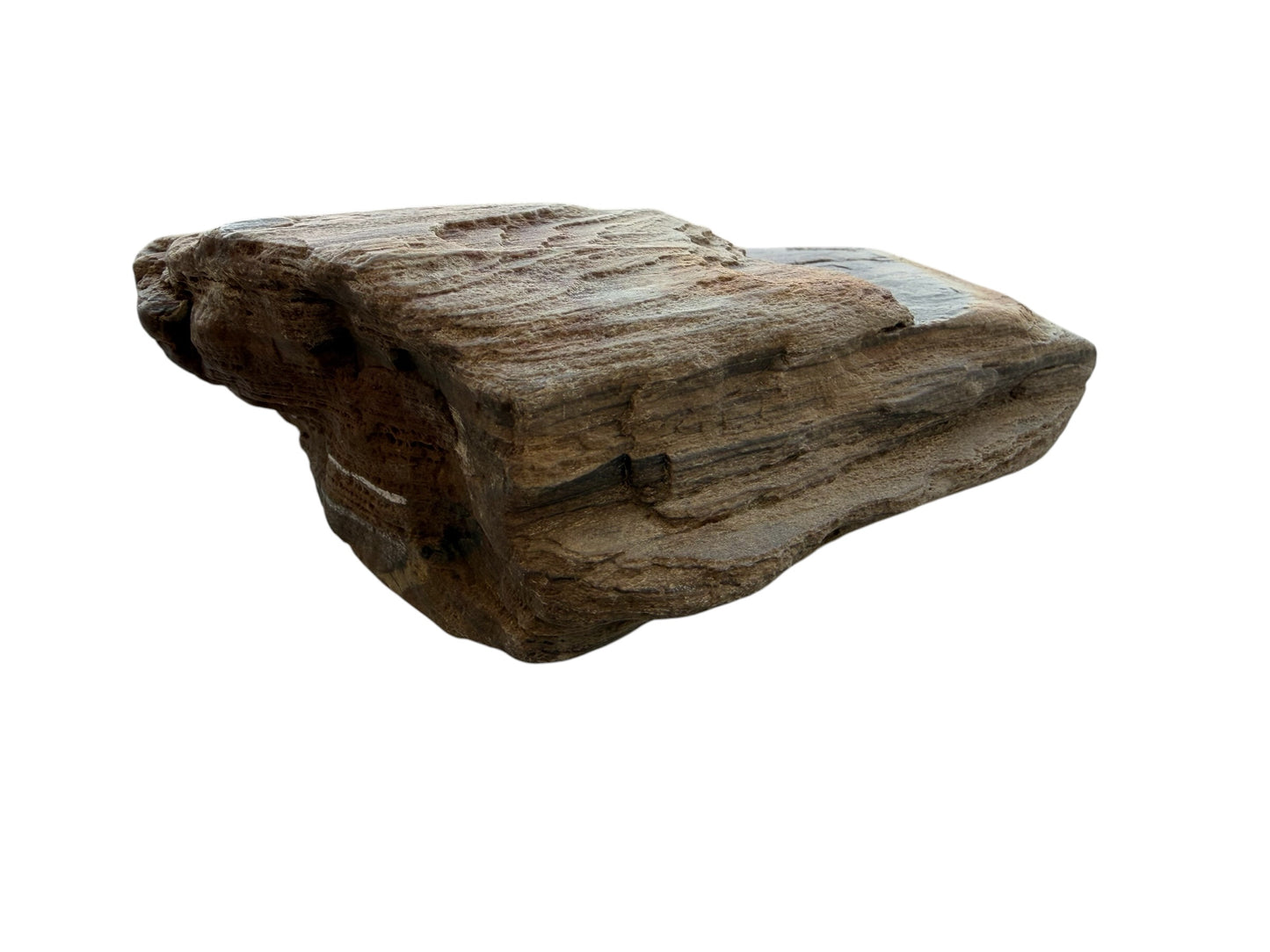 Petrified wood - natural fossil specimen