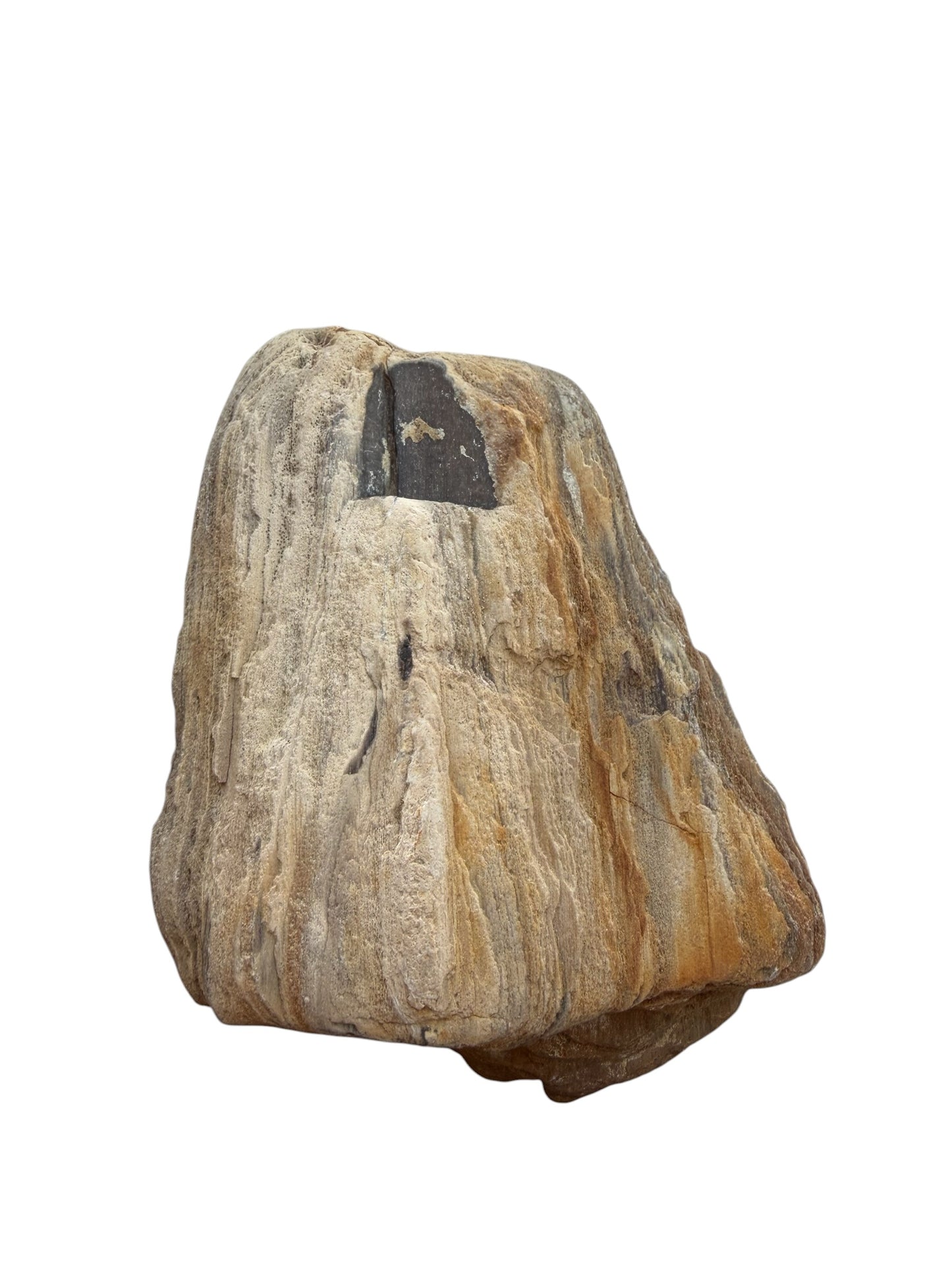 Petrified wood - natural fossil specimen