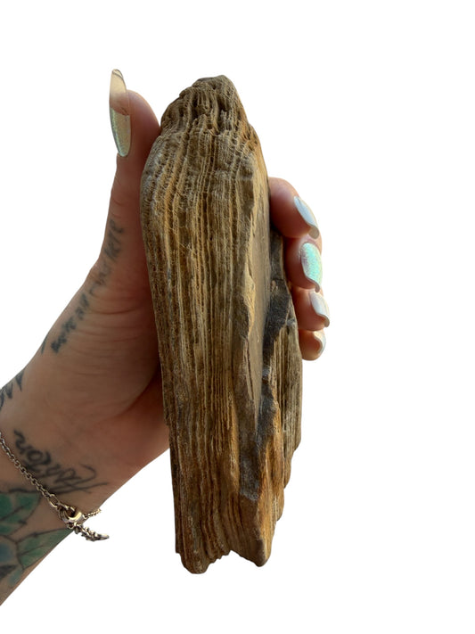 Petrified wood - natural fossil specimen